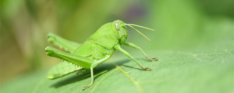 昆虫之王是谁 谁是昆虫之王