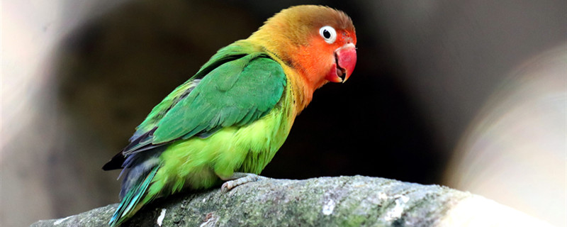 鹦鹉的特点 鹦鹉的特点是什么