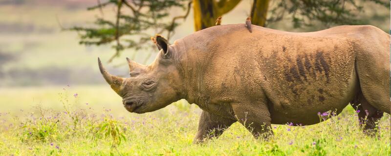 犀牛是牛吗 犀牛是不是牛