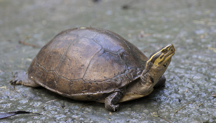 中华草龟怎么养 中华草龟如何养