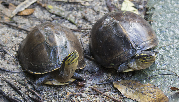 中华草龟怎么养 中华草龟如何养