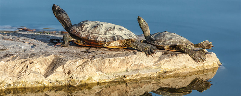 中华草龟怎么养 中华草龟如何养