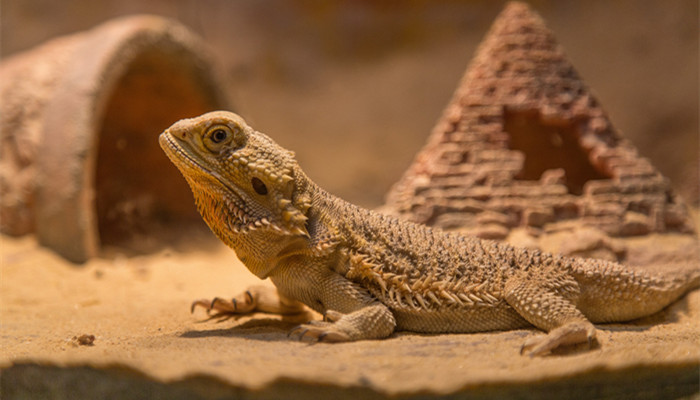 壁虎为何又叫守宫 壁虎为什么又叫守宫