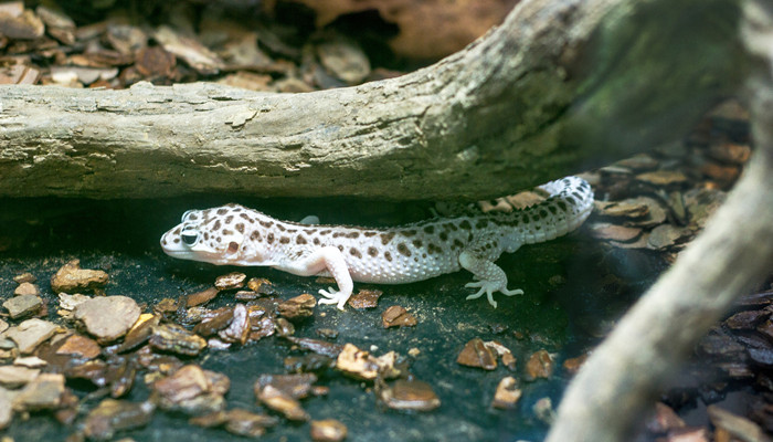 壁虎为何又叫守宫 壁虎为什么又叫守宫