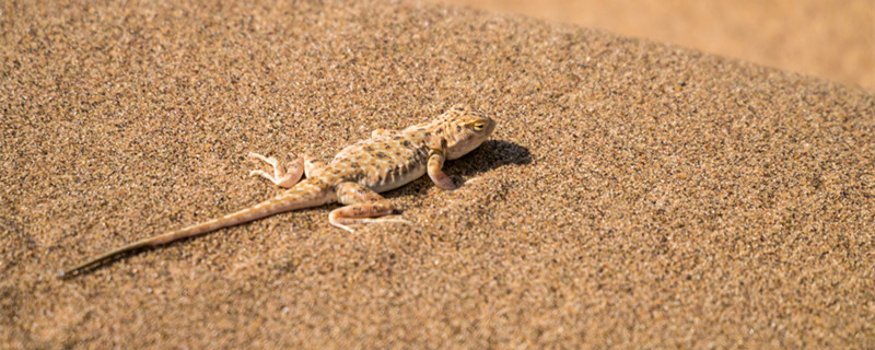 壁虎为何又叫守宫 壁虎为什么又叫守宫