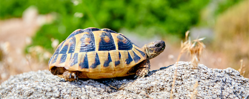 巴西红耳龟吃什么 巴西红耳龟主要吃啥