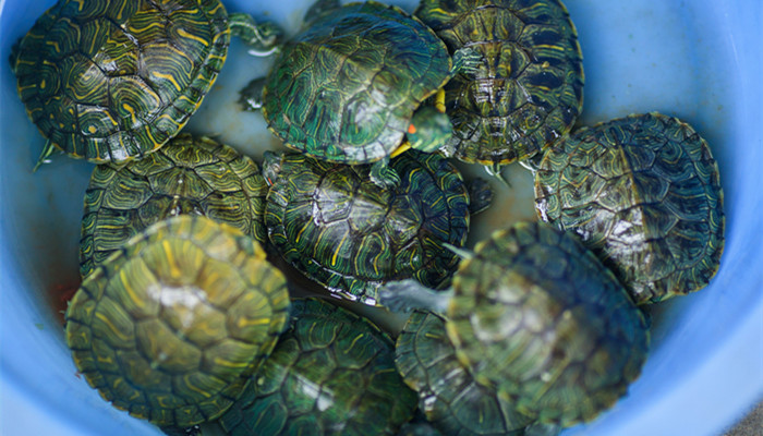 巴西红耳龟吃什么 巴西红耳龟主要吃啥