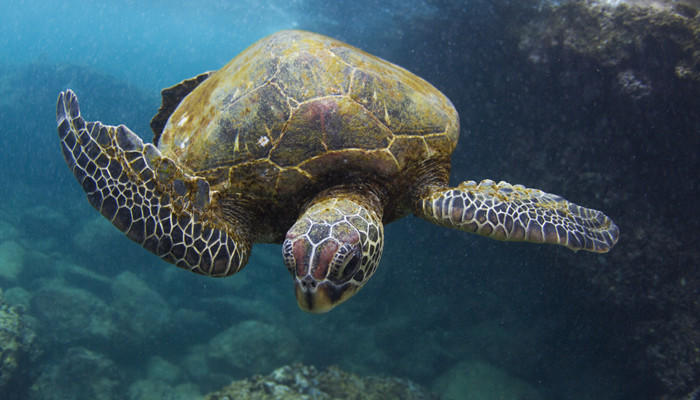 巴西红耳龟吃什么 巴西红耳龟主要吃啥