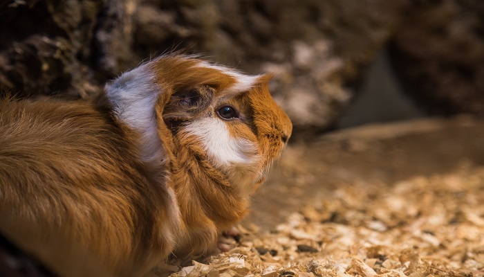 荷兰猪怎么分公母 荷兰猪怎么分公母幼年