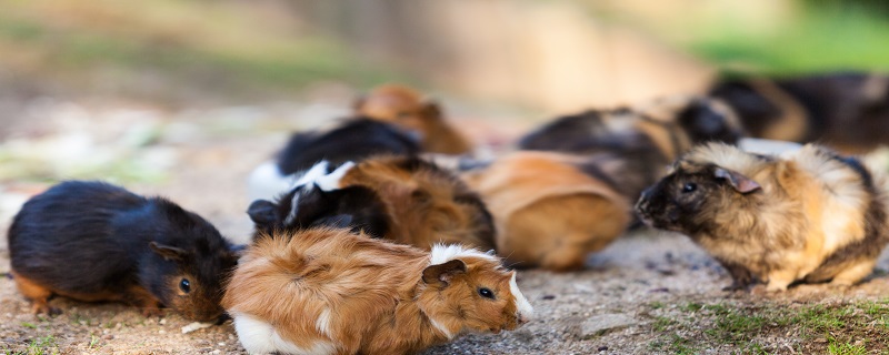 荷兰猪怎么分公母 荷兰猪怎么分公母幼年