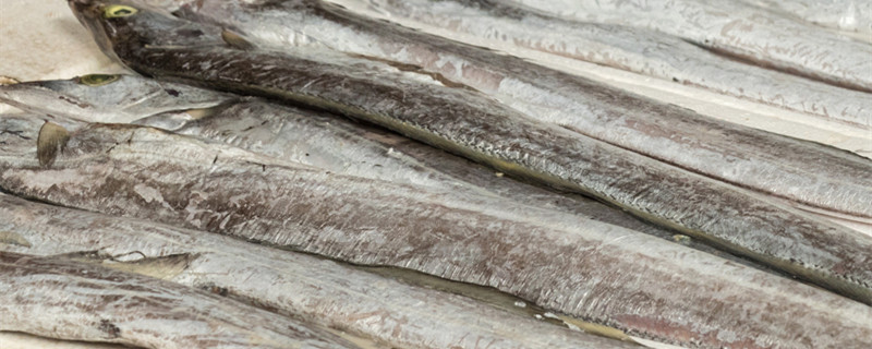 带鱼是深海鱼吗 带鱼是不是深海鱼