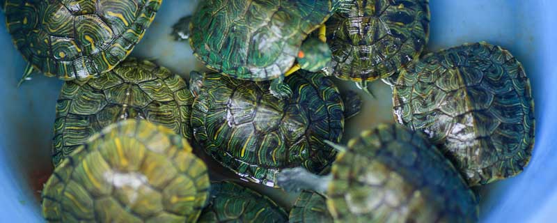 王八吃什么 王八吃什么食物