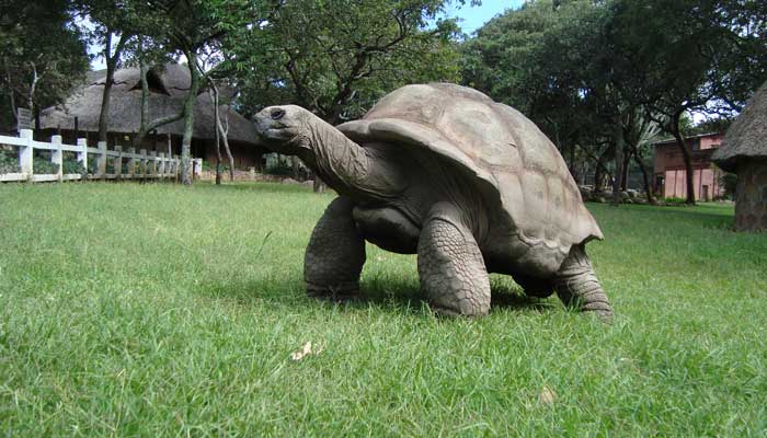 王八吃什么 王八吃什么食物