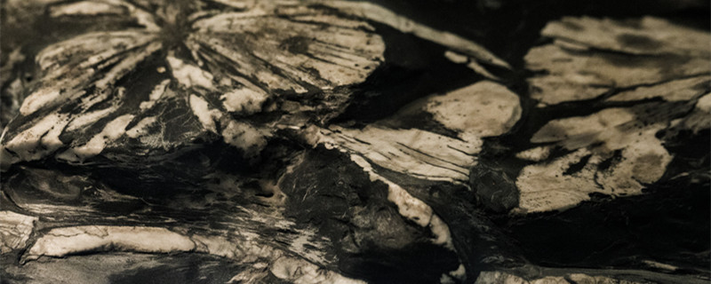 鱼化石是怎样形成的 鱼化石的形成原因