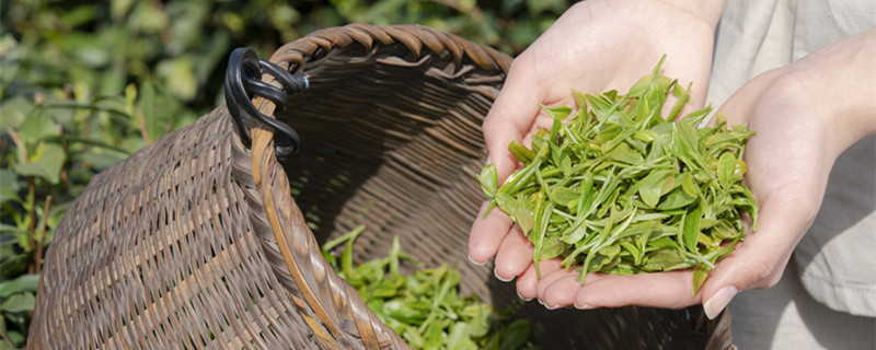 龙井茶是绿茶吗 明前龙井茶是绿茶吗
