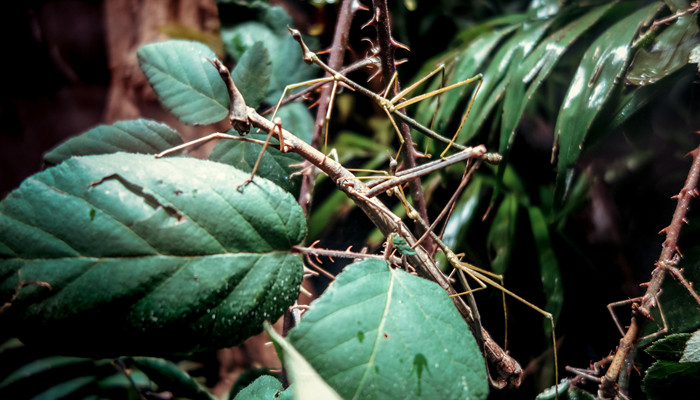 有益的动物有哪些 对人类有益的动物有哪些