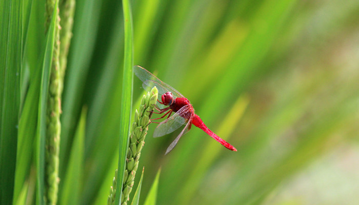 有益的动物有哪些 对人类有益的动物有哪些