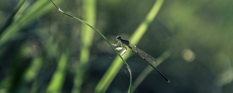 有益的动物有哪些 对人类有益的动物有哪些