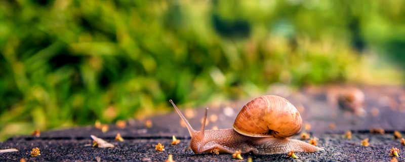 蜗牛.jpg 蜗牛.jpg