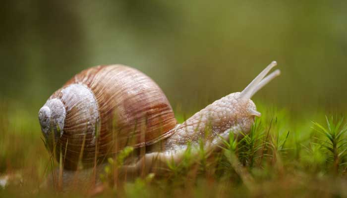 蜗牛3.jpg 蜗牛3.jpg