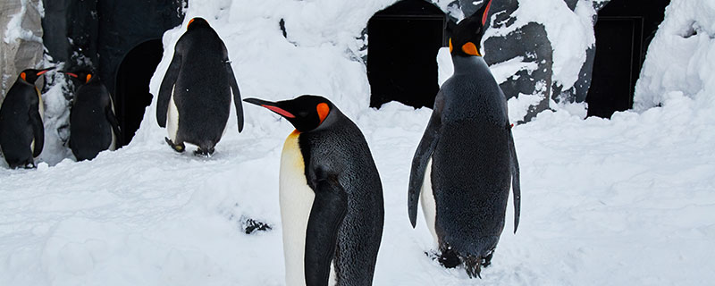 什么是世界上最大的企鹅 世界上最大的企鹅是什么 