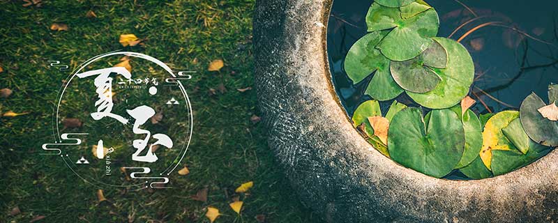 荷花缸养鱼如何保持水清澈 荷花缸养鱼怎么保持水清澈