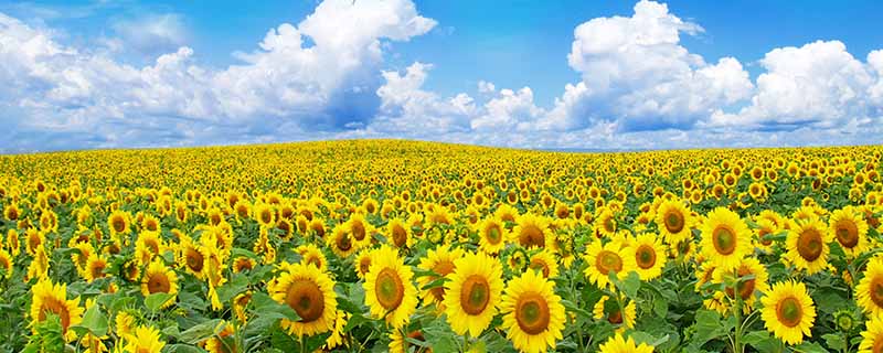 2平方公里有多大 2平方公里大概是多大面积