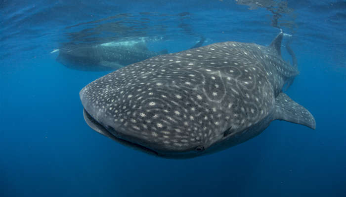 鲸鲨4.jpg