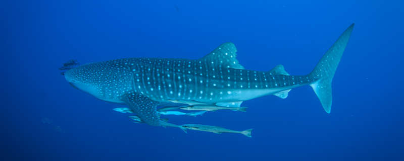 鲸鲨8.jpg