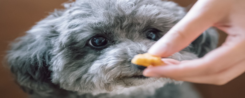 怎么解决幼犬晚上叫的情况