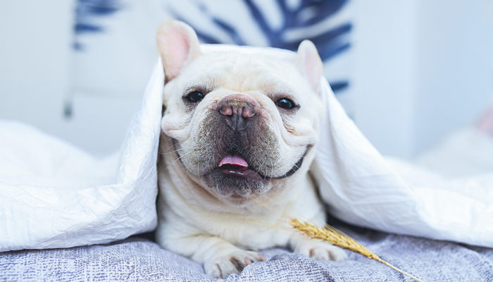 狗 法斗 _700.jpg 狗 法斗 _700.jpg