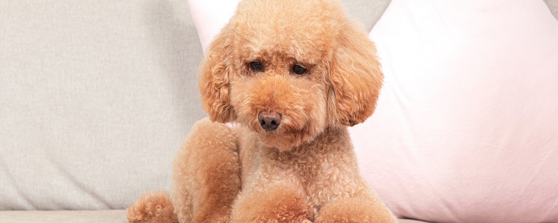 幼犬成长的几个关键阶段需要注意事项