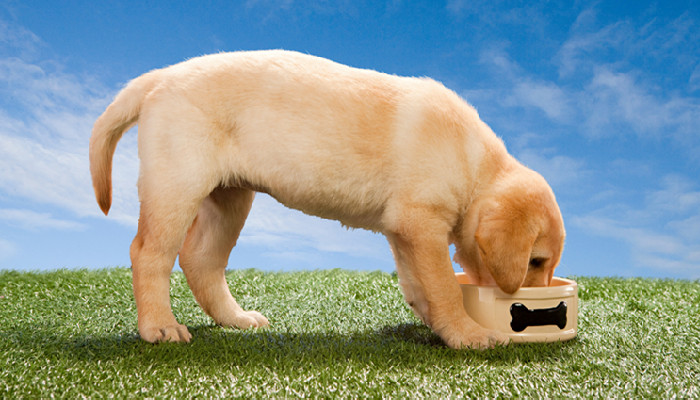 两个月大的狗狗一天应该吃多少