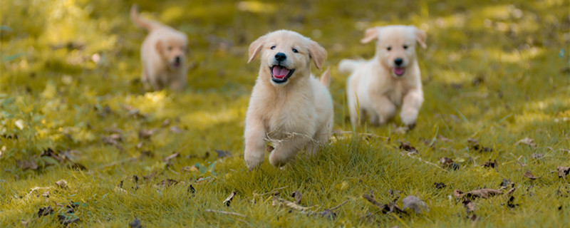两个月大的狗狗一天应该吃多少