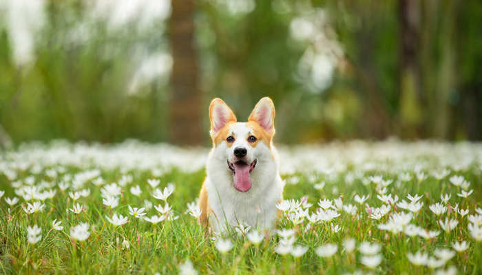 柯基花7.jpg 柯基花7.jpg