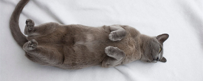 缅甸猫.jpg