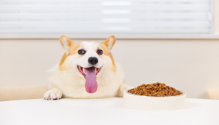 什么是狗狗應(yīng)激綜合癥