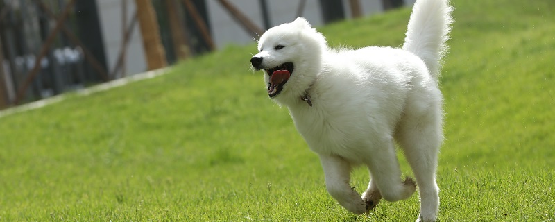 大丹犬和大白熊哪個大