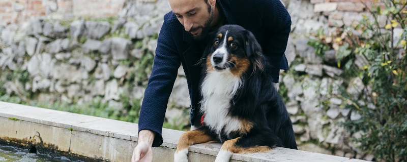 狗鼻子濕的屬于正常嗎