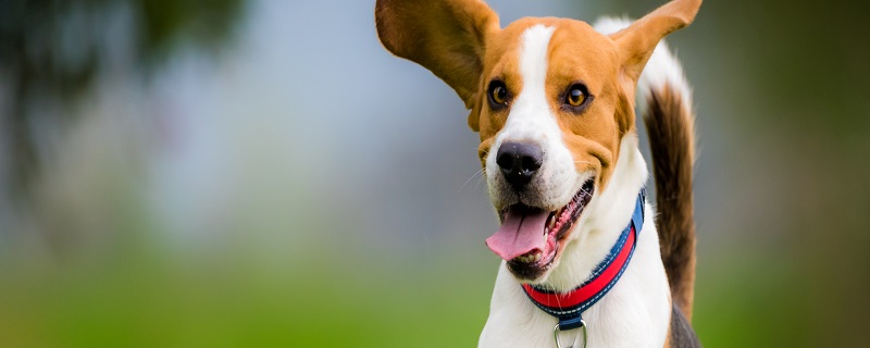 狗鼻子濕的屬于正常嗎