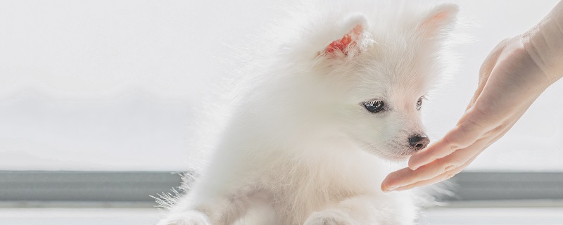 什么是狗狗應(yīng)激綜合癥