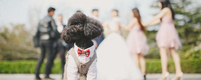 泰迪什么顏色的最貴