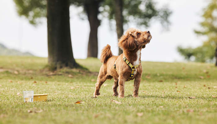 泰迪什么顏色的最貴