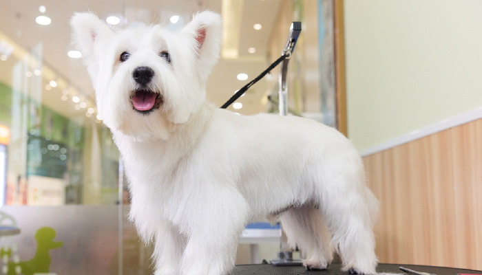 摄图网_501808133_banner_宠物店里宠物狗剪毛美容(企业商用)2_副本.jpg 摄图网_501808133_banner_宠物店里宠物狗剪毛美容(企业商用)2_副本.jpg