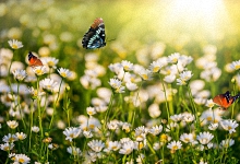 梦见好多蝴蝶在飞什么意思 梦见好多蝴蝶在飞代表什么预兆