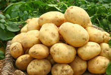 土豆是植物的根还是茎 土豆是植物的根吗