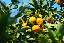 柑橘的功效与作用 柑橘的营养价值及功效与作用