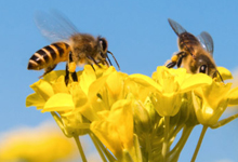 蜜蜂在什么季节出来 蜜蜂在什么季节有