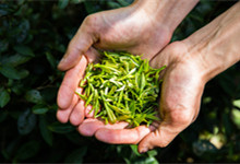 龙井是绿茶的一种吗 龙井茶保质期多长时间
