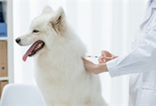 狗打了疫苗几天不能洗澡 狗狗打疫苗后呕吐正常吗